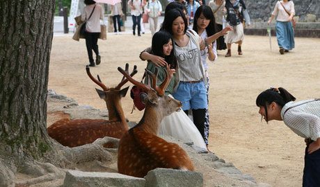 Nara Park, where the deers have been designated as national treasures.